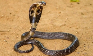 ļᱻ