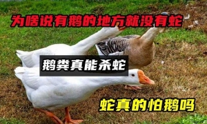 ܾȴߣɱ