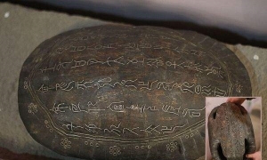 ڼ׹ϵĻĸ