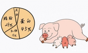 ̣ͬΪʲôֻţأ