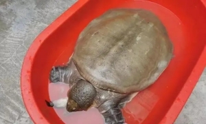 һŮںڳ㣬